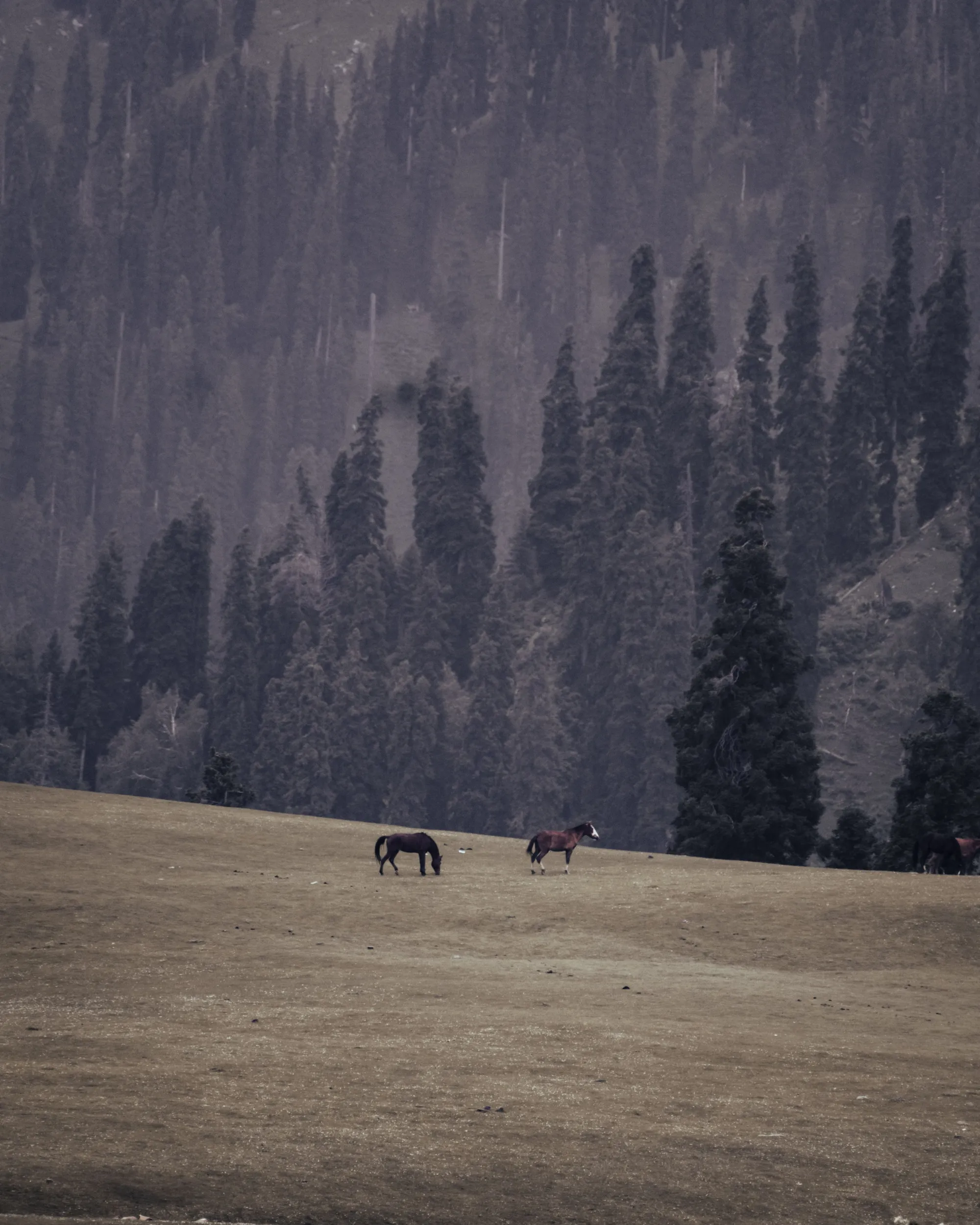 How to Plan a Kashmir Trip on a Budget — The Complete Guide - Kashmir travel blog by TDI Holiday Ventures