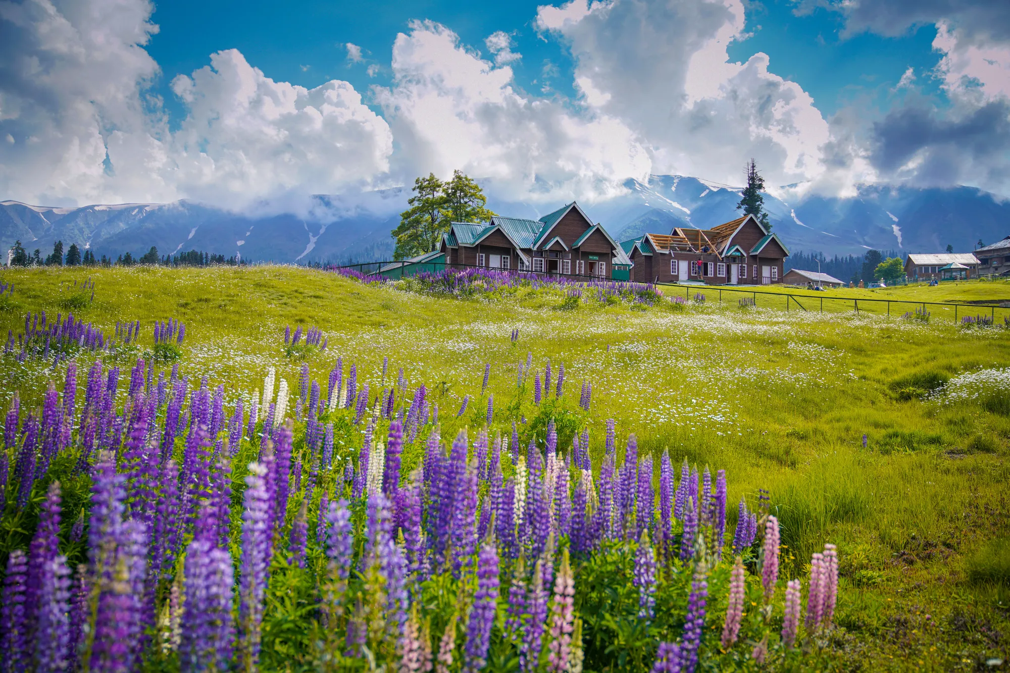 6 Nights 7 Days Kashmir Summer Special - Kashmir tour package by TDI Holiday Ventures
